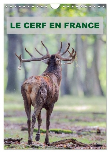 Emprunter LE CERF EN FRANCE (Calendrier mural 2026 DIN A4 horizontal), CALVENDO calendrier mensuel. Photograph livre