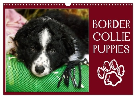 Emprunter Border collie puppies (Calendrier mural 2026 DIN A3 vertical), CALVENDO calendrier mensuel. Photos a livre