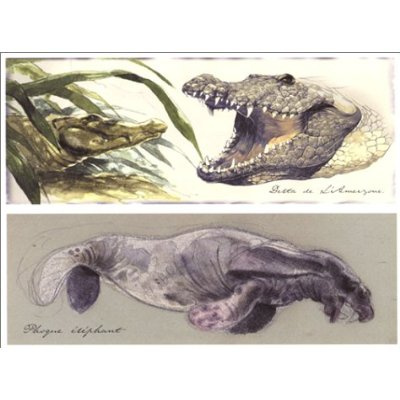 Emprunter Amerzône, Souvenirs d'une expédition 1932-1934. Souvenirs d'une expédition 1932-1934 livre