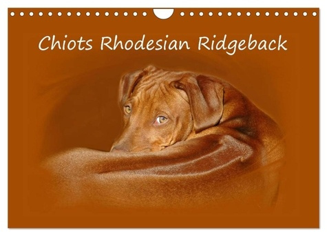 Emprunter Chiots Rhodesian Ridgeback (Calendrier mural 2026 DIN A4 vertical), CALVENDO calendrier mensuel. Pho livre