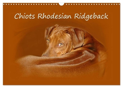 Emprunter Chiots Rhodesian Ridgeback (Calendrier mural 2026 DIN A3 vertical), CALVENDO calendrier mensuel. Pho livre