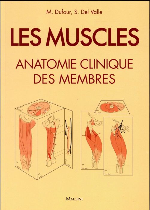 Emprunter Les muscles. Anatomie clinique des membres livre