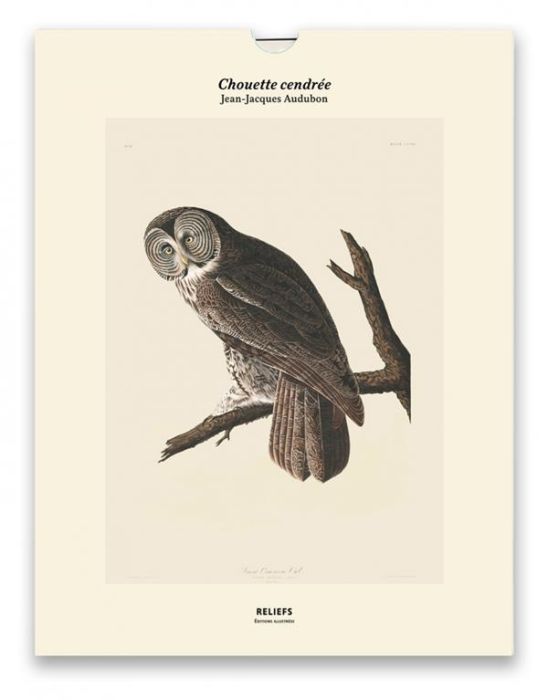 Emprunter Chouette cendrée, Les oiseaux d'Amérique (1827-1838). Une illustration imprimée sur un papier de cré livre