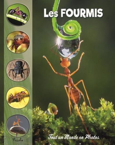 Emprunter Les fourmis livre
