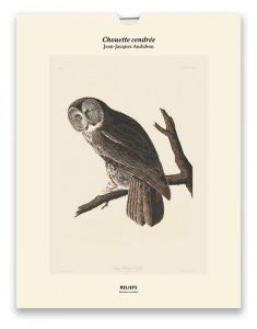 Chouette cendrée, Les oiseaux d'Amérique (1827-1838). Une illustration imprimée sur un papier de cré - Audubon Jean-Jacques