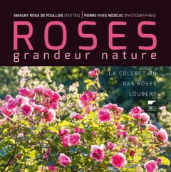 Roses grandeur nature. La collection des roses Loubert - Poullois Amaury Rosa de - Nédélec Pierre-Yves