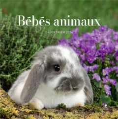 Calendrier bébés animaux. Edition 2024 - Robin Audrey - Urbain Camille