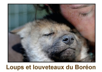 LOUPS ET LOUVETEAUX DU BOREON LIVRE POSTER DIN A3 HORIZONTAL
