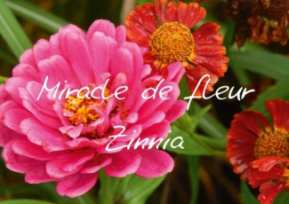 MIRACLE DE FLEUR ZINNIA LIVRE POSTER DIN A4 HORIZONTAL