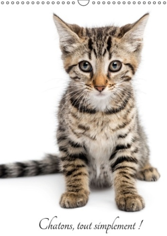 CHATONS TOUT SIMPLEMENT CALENDRIER MURAL 2016 DIN A3 VERTICAL
