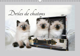 DROLES DE CHATONS CALENDRIER MURAL 2016 DIN A3 HORIZONTAL