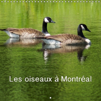 LES OISEAUX A MONTREAL CALENDRIER MURAL 2016 300 300 MM SQUARE