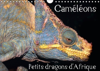 CAMELEONS PETITS DRAGONS D AFRIQUE CALENDRIER MURAL 2016 DIN A4 HORIZONTAL
