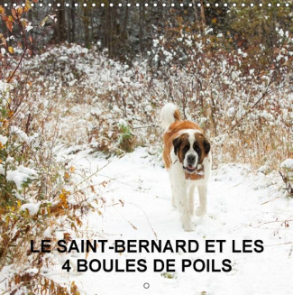 LE SAINT BERNARD ET LES 4 BOULES DE POILS CALENDRIER MURAL 2016 300 300 MM SQUAR