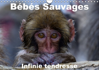 BEBES SAUVAGES INFINIE TENDRESSE CALENDRIER MURAL 2016 DIN A4 HORIZONTAL