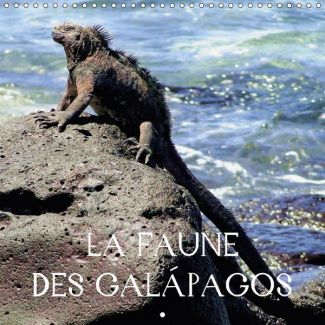 DES IMAGES FASCINANTES D ANIMA