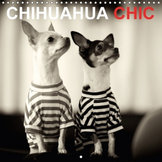 LES FRERES ET S URS CHIHUAHUA