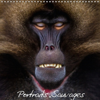 PORTRAITS D ANIMAUX SAUVAGES C