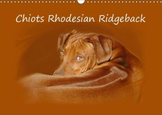 CHIOTS RHODESIAN RIDGEBACK CALENDRIER MURAL 2018 DIN A3 HORI - PHOTOGRAPHIES DE CHIOTS DE RHO