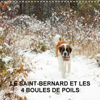 LE SAINT BERNARD ET LES 4 BOULES DE POILS CALENDRIER MURAL 2 - GARDIENNAGE DE 5 ANIMAUX DOMES
