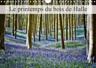LE PRINTEMPS DU BOIS DE HALLE CALENDRIER MURAL 2018 DIN A4 H - HALLERBOS LA FORET FEERIQUE CA