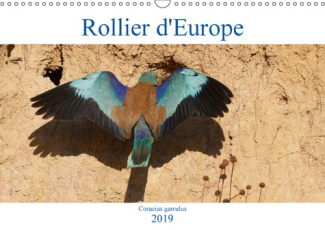 ROLLIER D'EUROPE (CORACIAS GARRULUS) (CALENDRIER MURAL 2019 DIN A3 HORIZONTAL) - DECOUVREZ LE ROLLIE