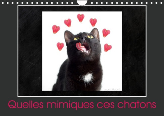QUELLES MIMIQUES CES CHATONS (CALENDRIER MURAL 2019 DIN A4 HORIZONTAL) - UN CALENDRIER PLEIN D'HUMOU