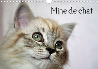 MINE DE CHAT (CALENDRIER MURAL 2019 DIN A4 HORIZONTAL) - PHOTOS FASCINANTES DES TIGRES DE SALON PRIS