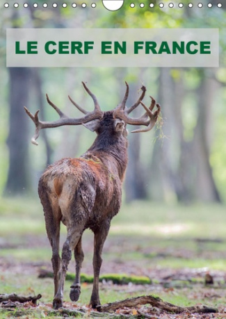 LE CERF EN FRANCE (CALENDRIER MURAL 2019 DIN A4 VERTICAL) - PHOTOGRAPHIES DE CERFS EN FRANCE. (CALEN