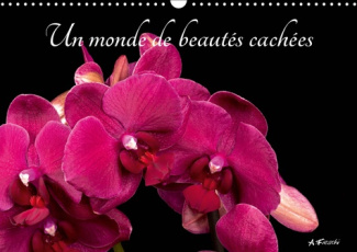 UN MONDE DE BEAUTES CACHEES (CALENDRIER MURAL 2019 DIN A3 HORIZONTAL) - BELLES ET COLOREES (CALENDRI