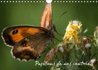 PAPILLONS DE NOS CONTREES (CALENDRIER MURAL 2019 DIN A4 HORIZONTAL) - PALETTE DE PEINTURES DE LA NAT