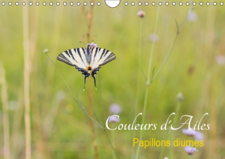 COULEURS D'AILES (CALENDRIER MURAL 2019 DIN A4 HORIZONTAL) - PAPILLONS DIURNES (CALENDRIER MENSUEL,