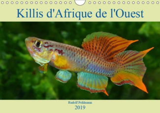 KILLIS D'AFRIQUE DE L'OUEST (CALENDRIER MURAL 2019 DIN A4 HORIZONTAL) - POISSONS COLORES (CALENDRIER