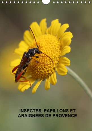 INSECTES, PAPILLONS ET ARAIGNEES DE PROVENCE (CALENDRIER MURAL 2019 DIN A4 VERTICAL) - LES INSECTES,