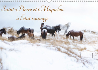 SAINT-PIERRE ET MIQUELON A L'ETAT SAUVAGE (CALENDRIER MURAL 2019 DIN A3 HORIZONTAL) - UN PETIT BOUT