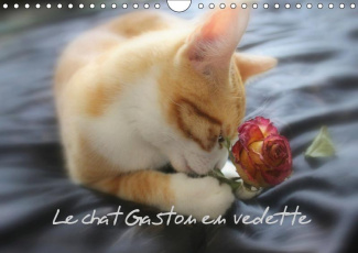 LE CHAT GASTON EN VEDETTE (CALENDRIER MURAL 2019 DIN A4 HORIZONTAL) - PHOTOS INEDITES DE GASTON LE C