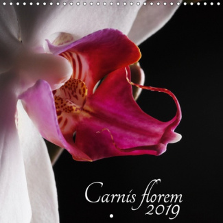 CARNIS FLOREM 2019 (CALENDRIER MURAL 2019 300 * 300 MM SQUARE) - SENSUELLE ET DELICATE, ELLE EST LA