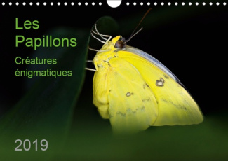 LES PAPILLONS - CREATURES ENIGMATIQUES (CALENDRIER MURAL 2019 DIN A4 HORIZONTAL) - PORTRAITS DE DOUZ