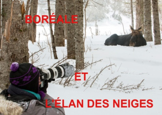 BOREALE ET L'ELAN DES GLACES (LIVRE POSTER  DIN A4 HORIZONTAL) - UNE PHOTOGRAPHE A LA RECHERCHE DES