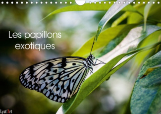 Les papillons exotiques (Calendrier mural 2020 DIN A4 horizontal). Calendrier mensuel de 14 pages dé
