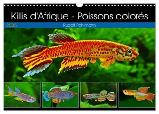 Killis d'Afrique - Poissons colorés (Calendrier mural 2025 DIN A3 vertical), CALVENDO calendrier men