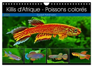 Killis d'Afrique - Poissons colorés (Calendrier mural 2025 DIN A4 vertical), CALVENDO calendrier men