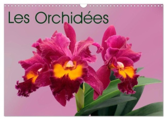Les Orchidées (Calendrier mural 2025 DIN A3 vertical), CALVENDO calendrier mensuel. Les orchidées ex