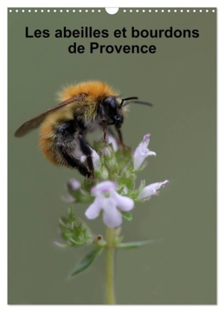 Les abeilles et bourdons de Provence (Calendrier mural 2025 DIN A3 horizontal), CALVENDO calendrier