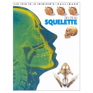 De l'os au squelette