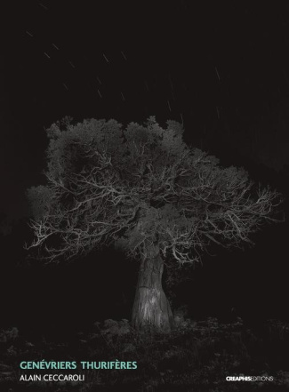 Genévriers thurifères (juniperus thurifera)