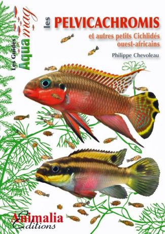 Les pelvicachromis et autres petits cichlides ouest-africains