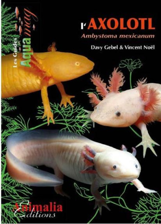 L'axolotl. Ambystoma mexicanum
