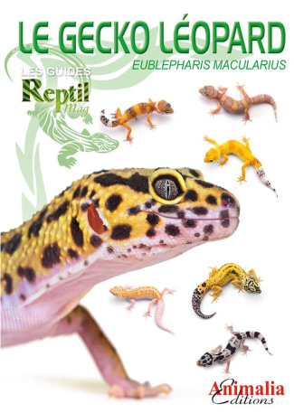 Le gecko léopard. Eublepharis macularius