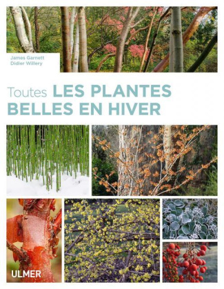 Toutes les plantes belles en hiver